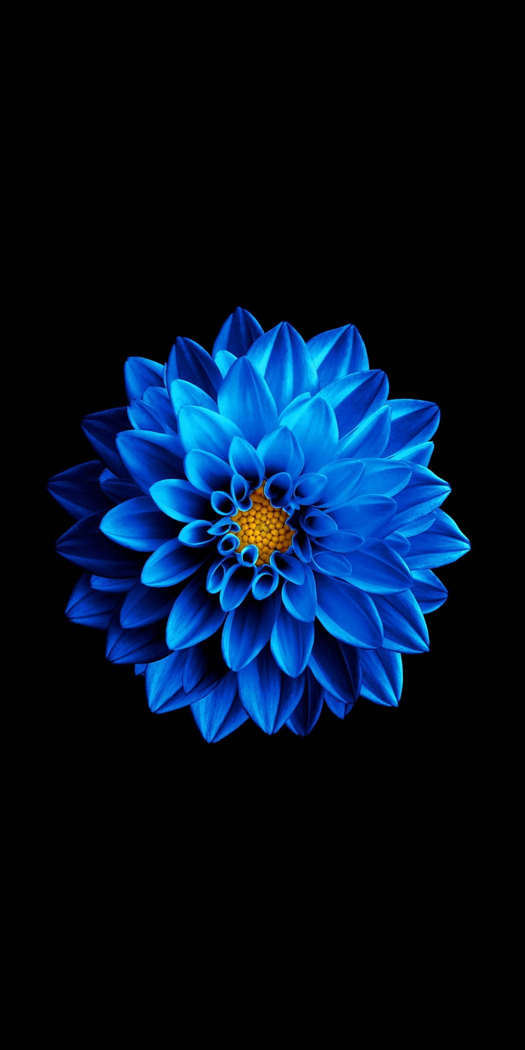 Синій квітка на чорному AMOLED Шпалери