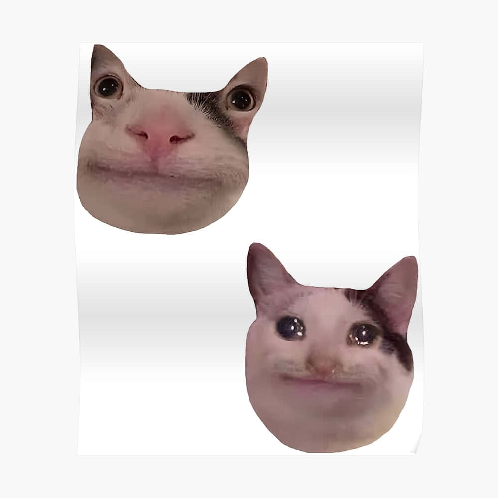 Смішний мемний кіт для аватарки в Discord Шпалери