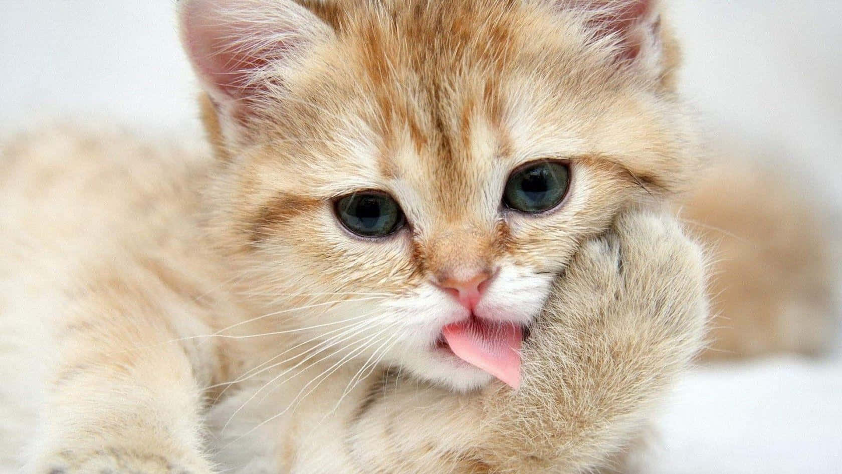 Смішний милий котик породи Манчкін Шпалери