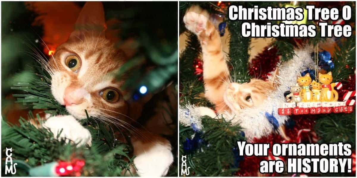 Смішні рождественські картинки Шпалери