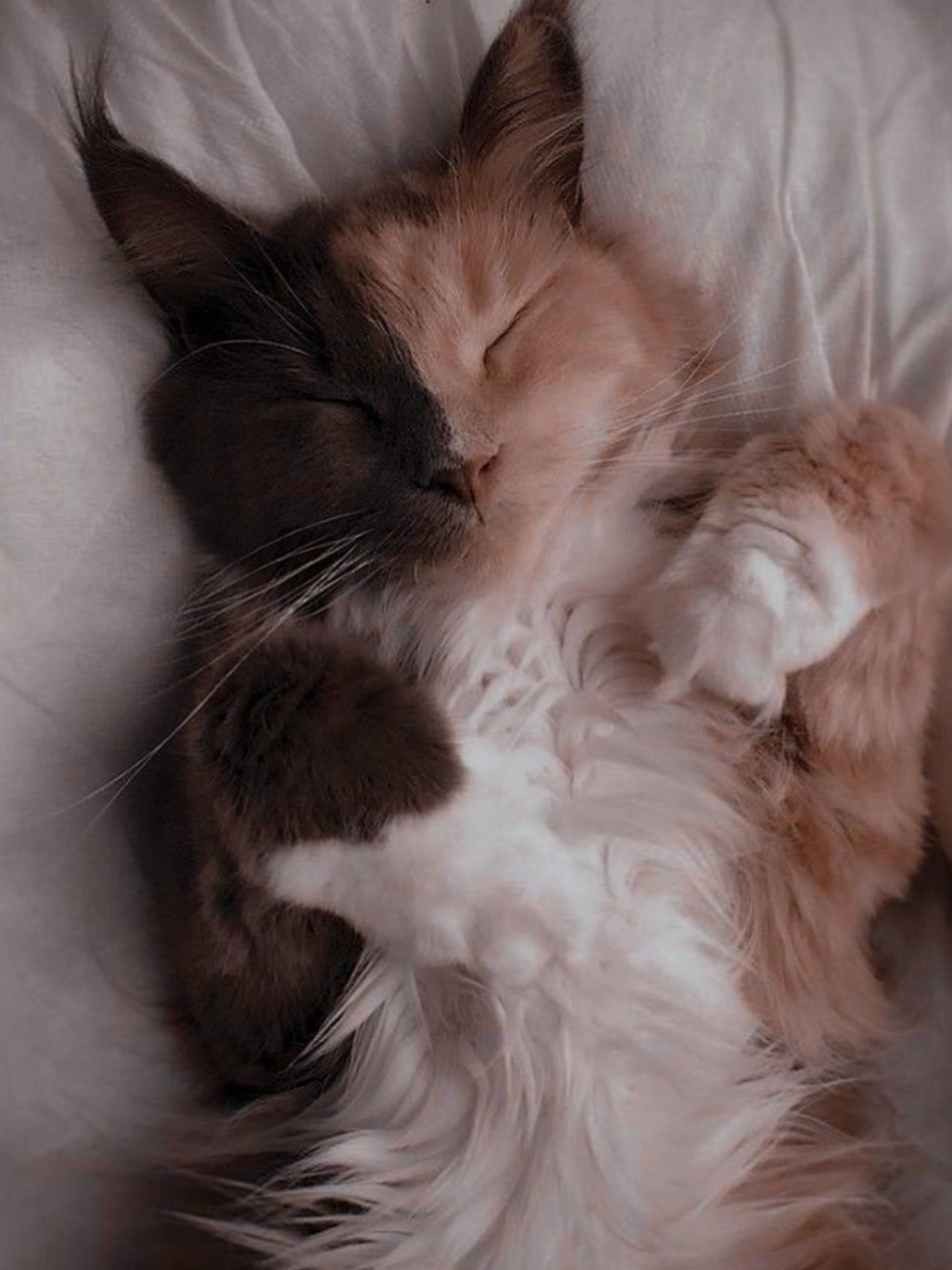 Сплячий милий котик естетика Шпалери