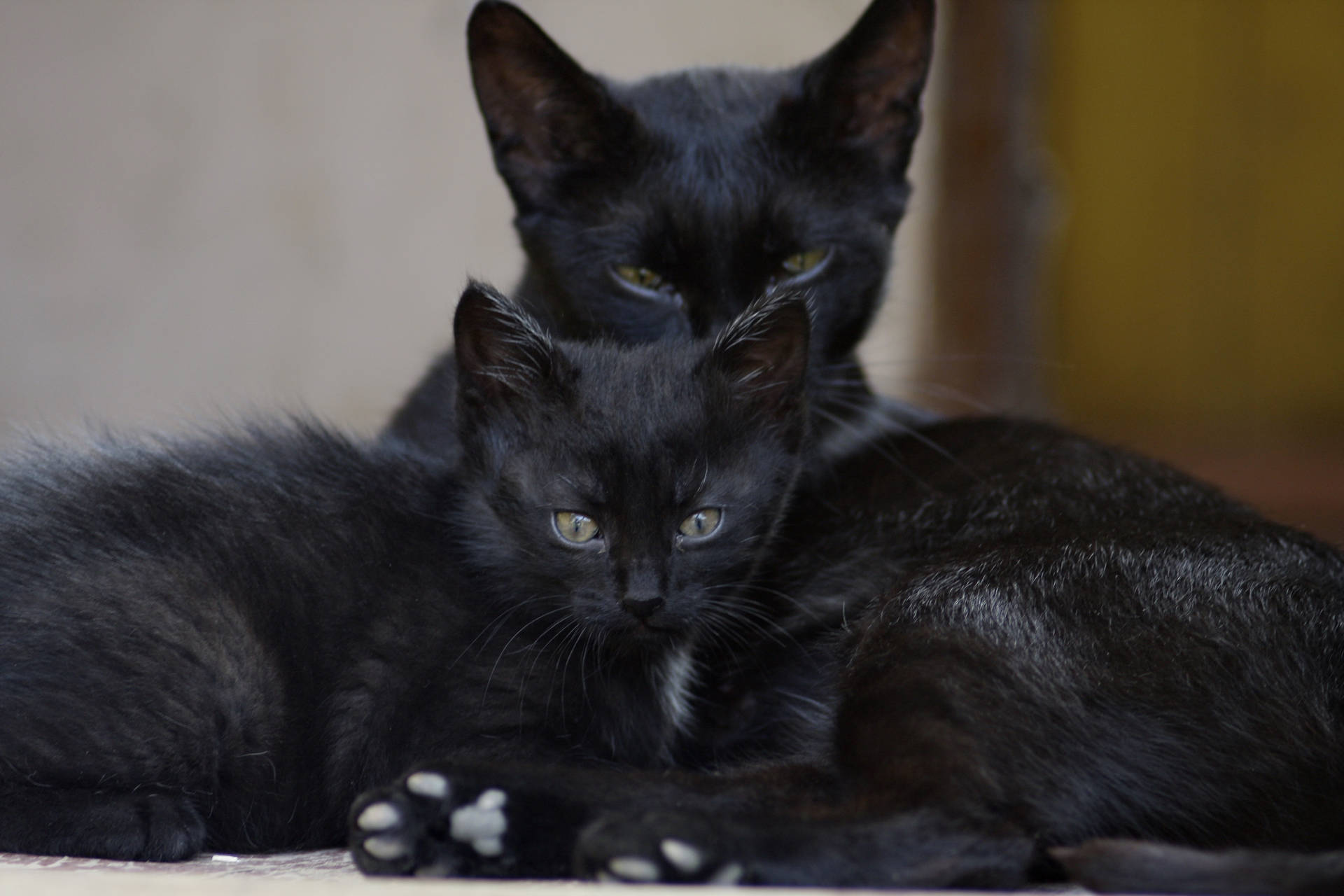 Сім'я чорних котів тварини Шпалери