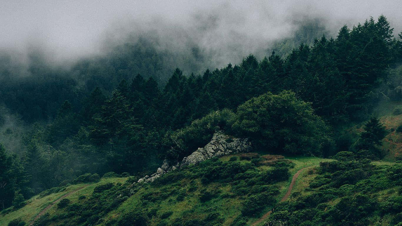 Темно-зелений лісовий спокій Шпалери
