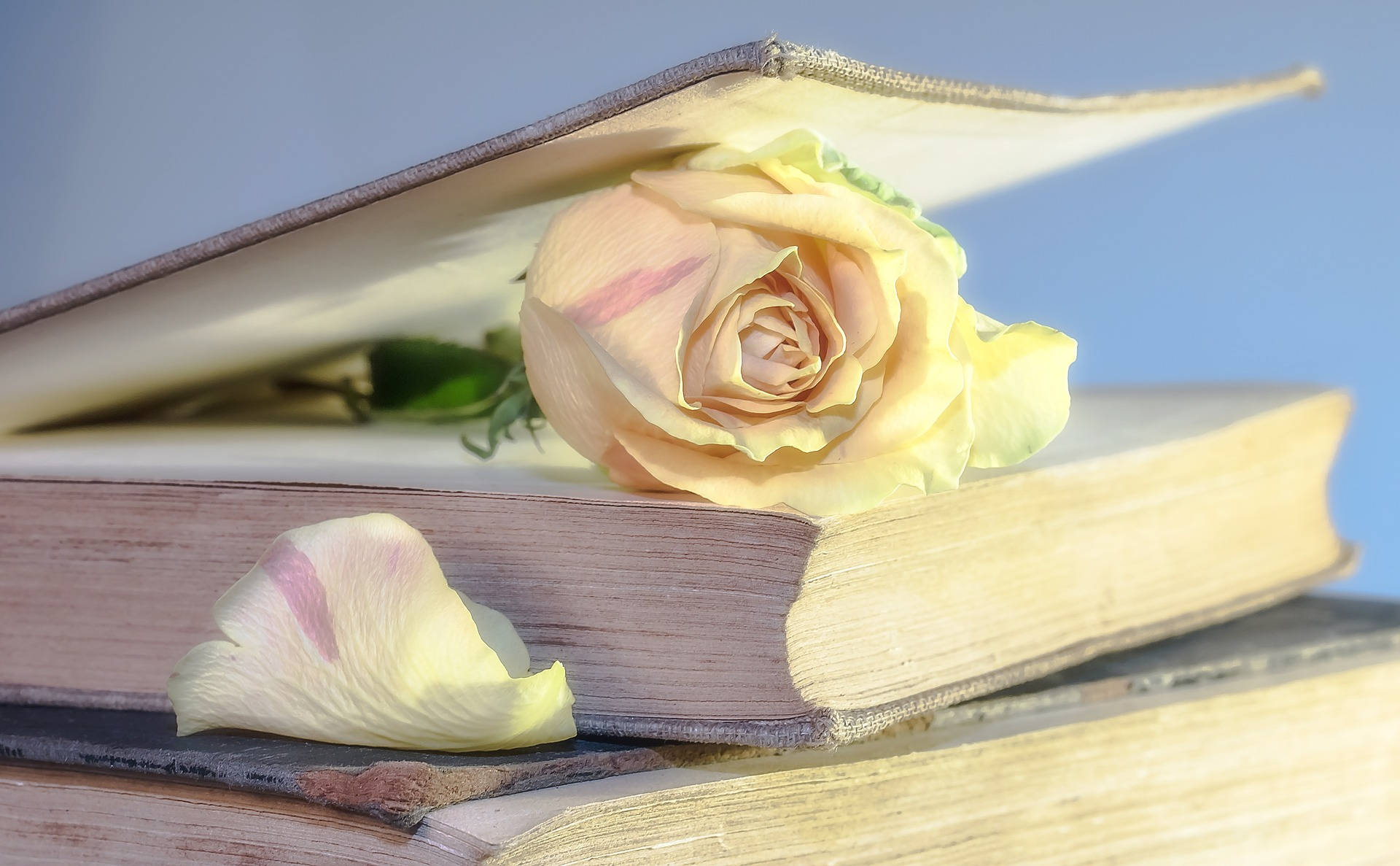 Троянда між сторінок книги Шпалери