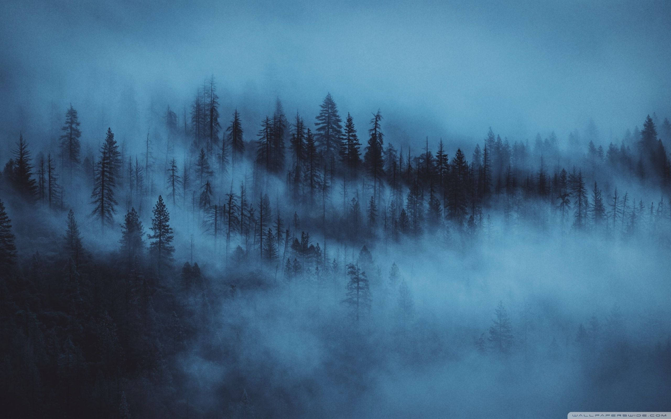 Туманний ліс нічью Шпалери