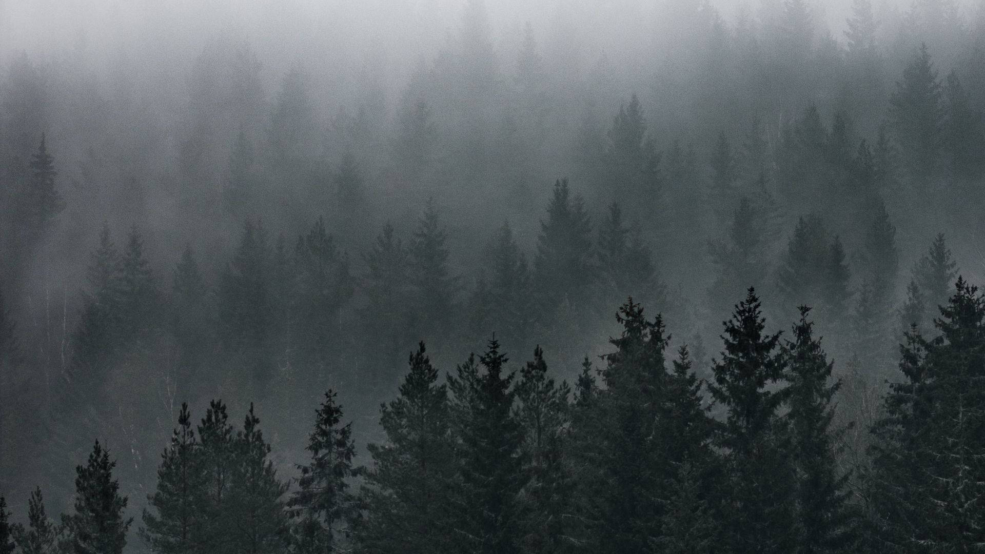 Туманний лісовий краєвид Шпалери