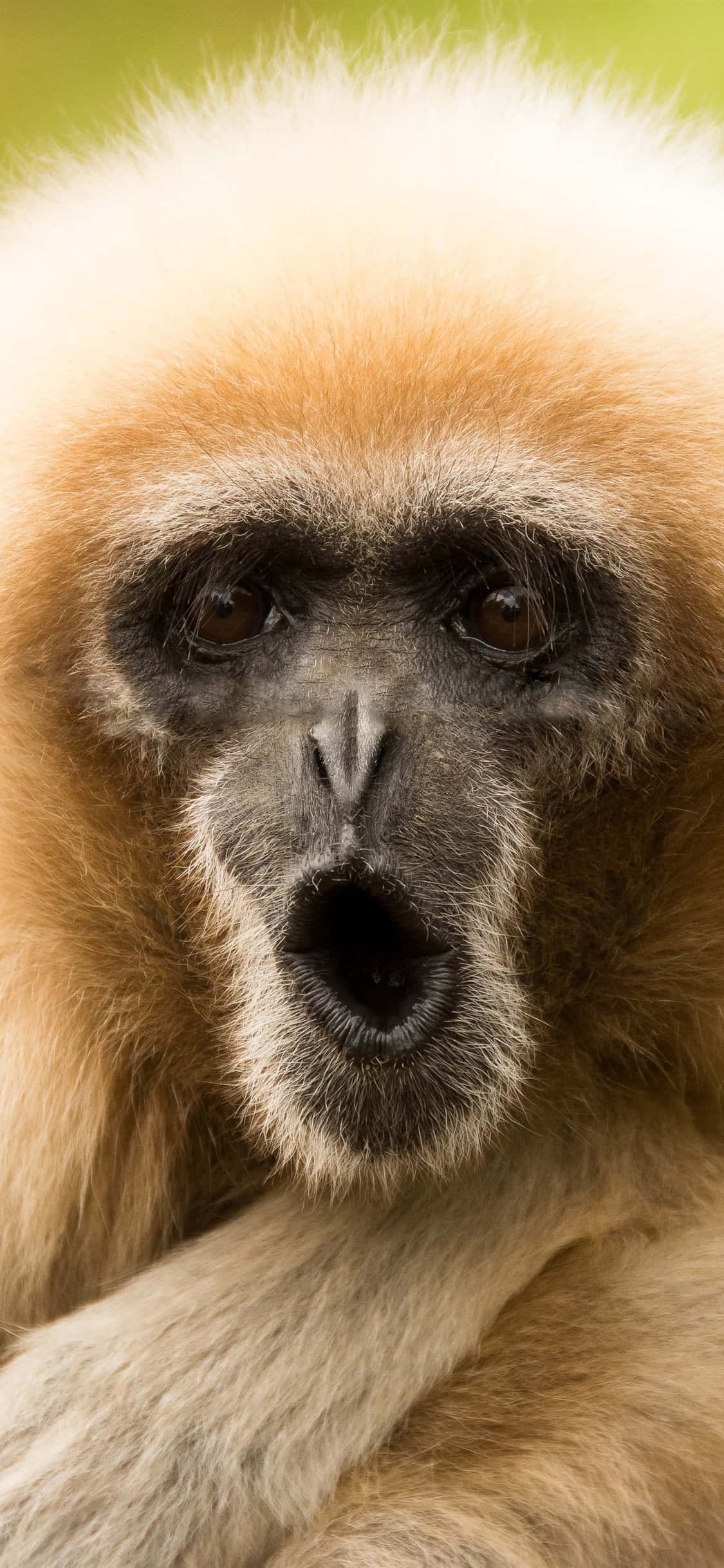Фон для iPhone X Gibbon — забавномордый гиббон Шпалери