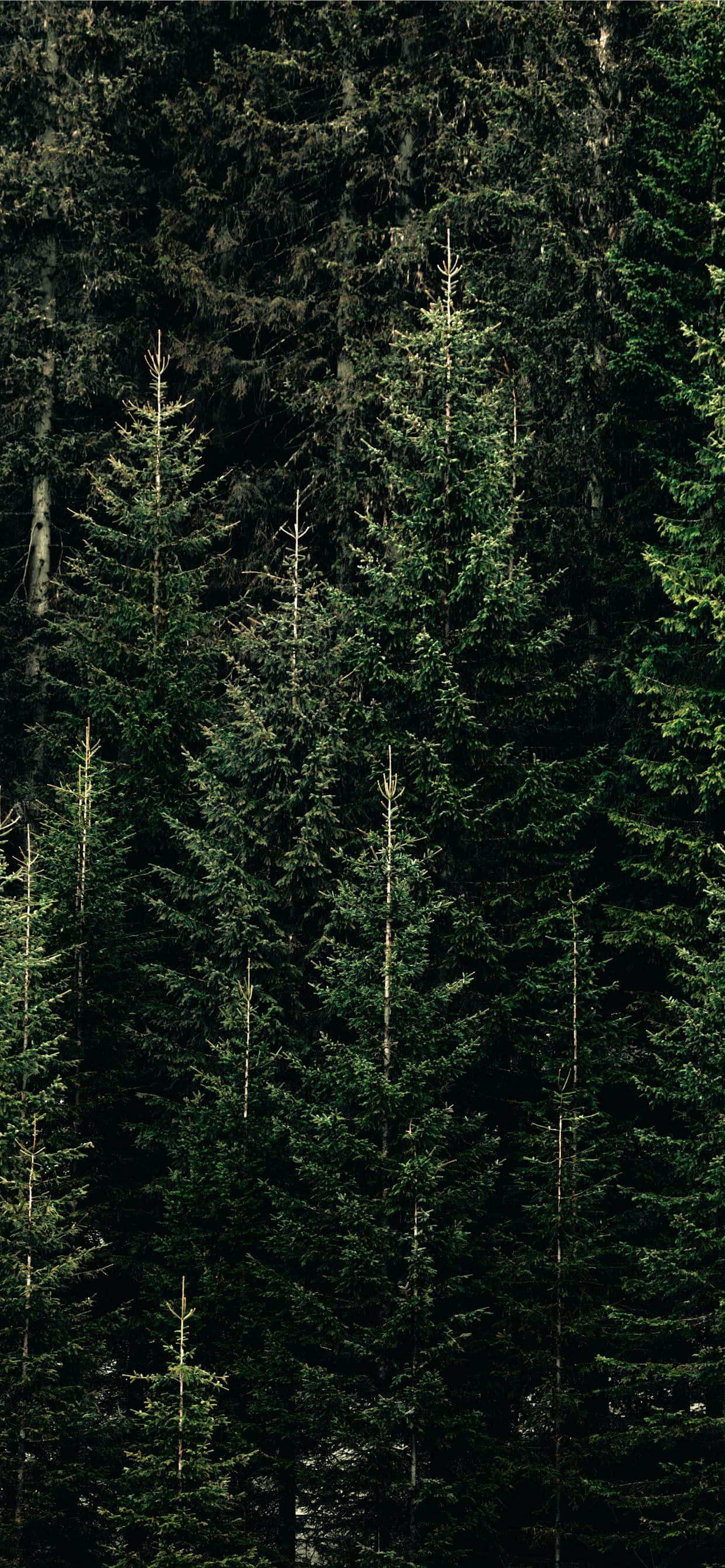 Фон «Сосна на белом дереве» Шпалери
