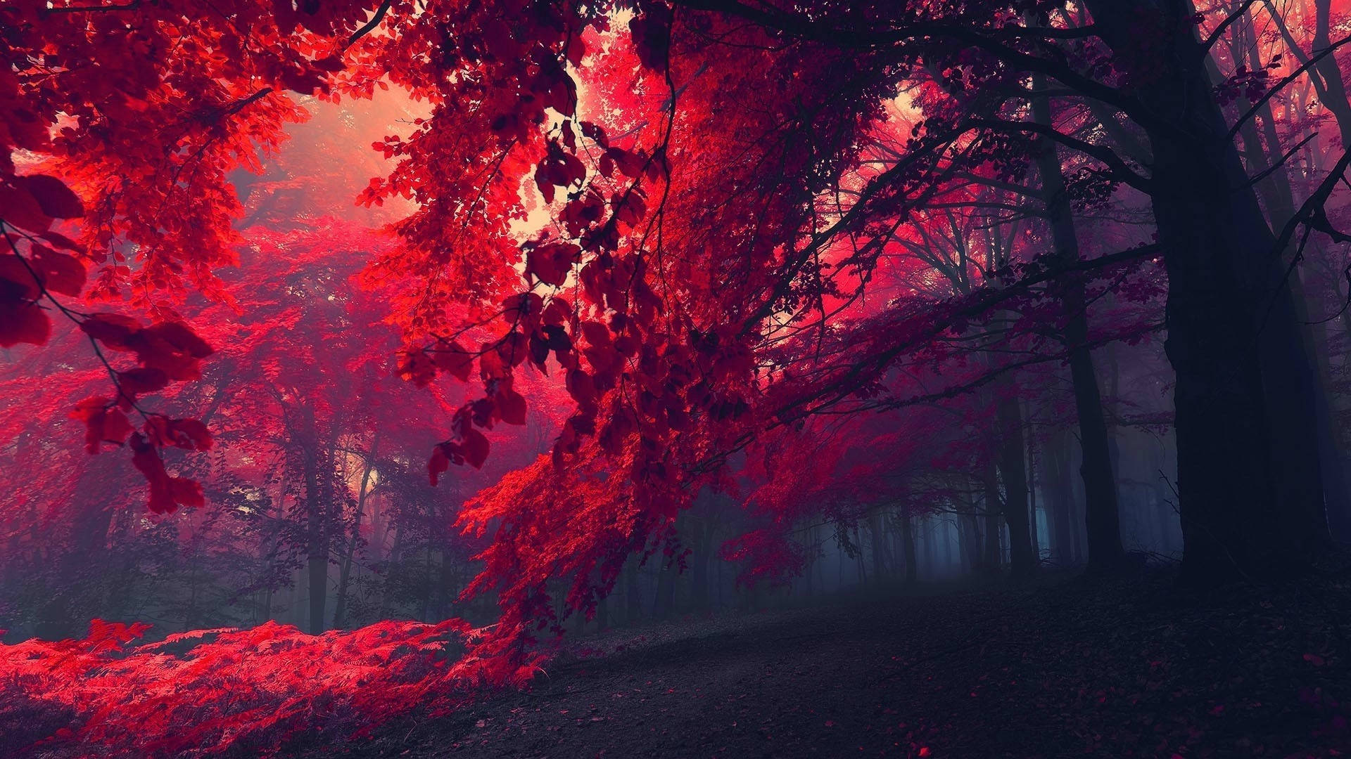 Фотографія темно-червоного лісу Шпалери