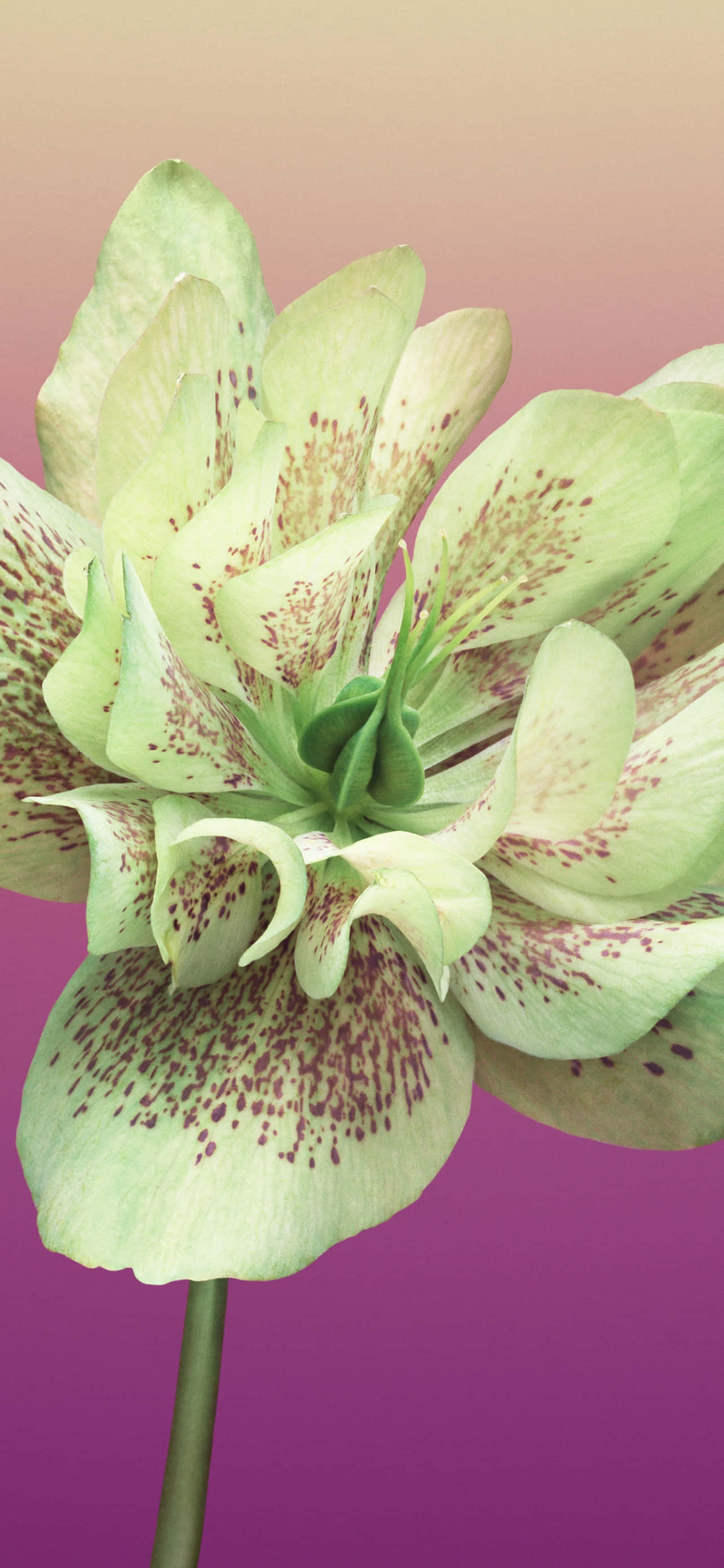 Цветок iPhone Helleborus Orientalis Картинка Шпалери