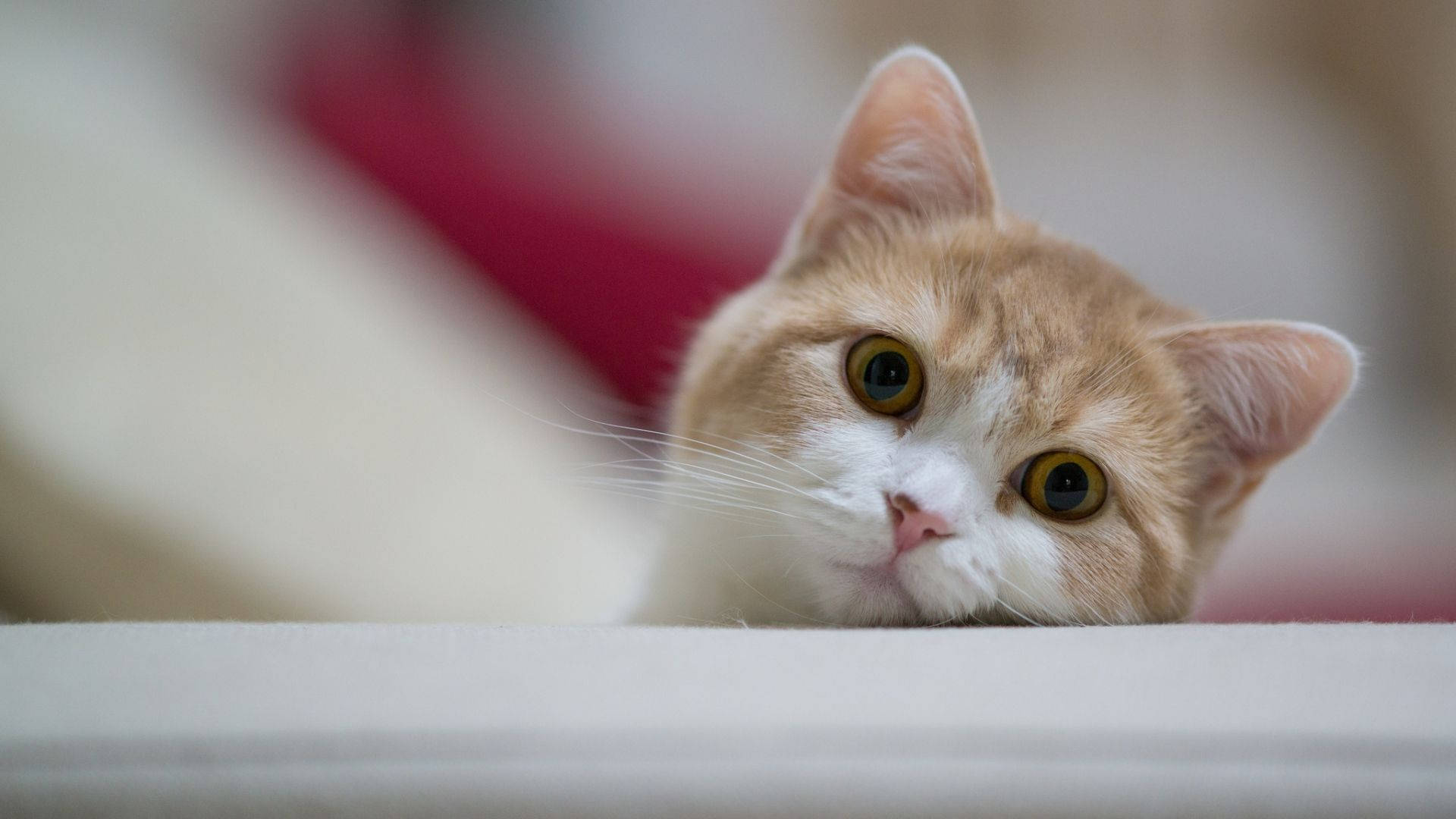 Чарівний погляд кота за комп'ютером Шпалери