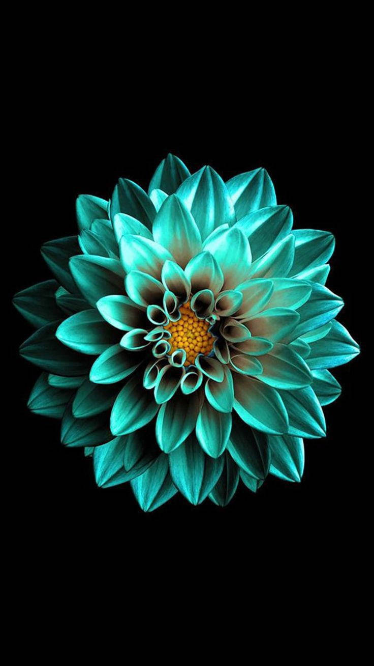 Чорний квітка смарагду на AMOLED Шпалери