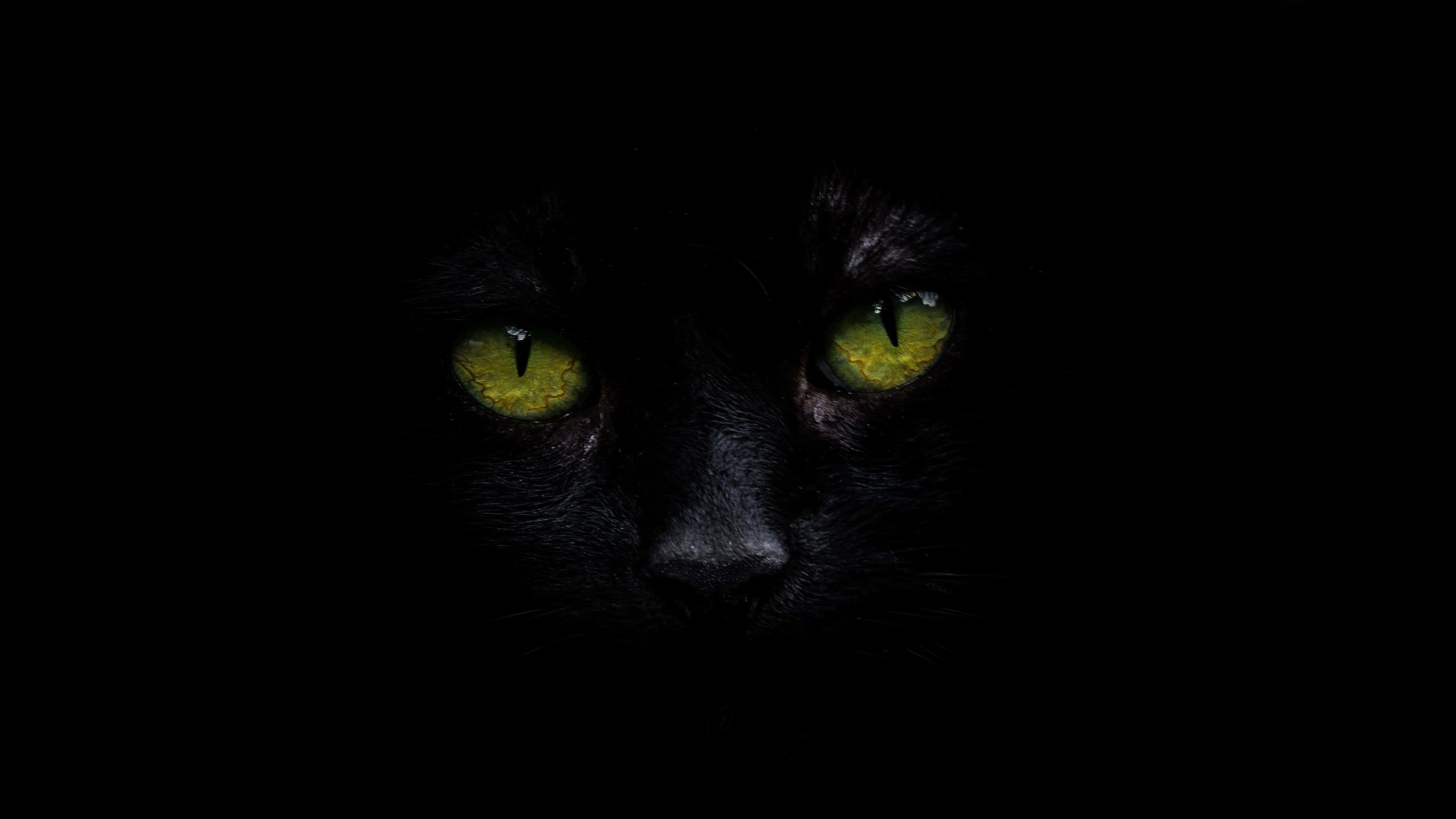 Чорний кіт 4K OLED фон Шпалери