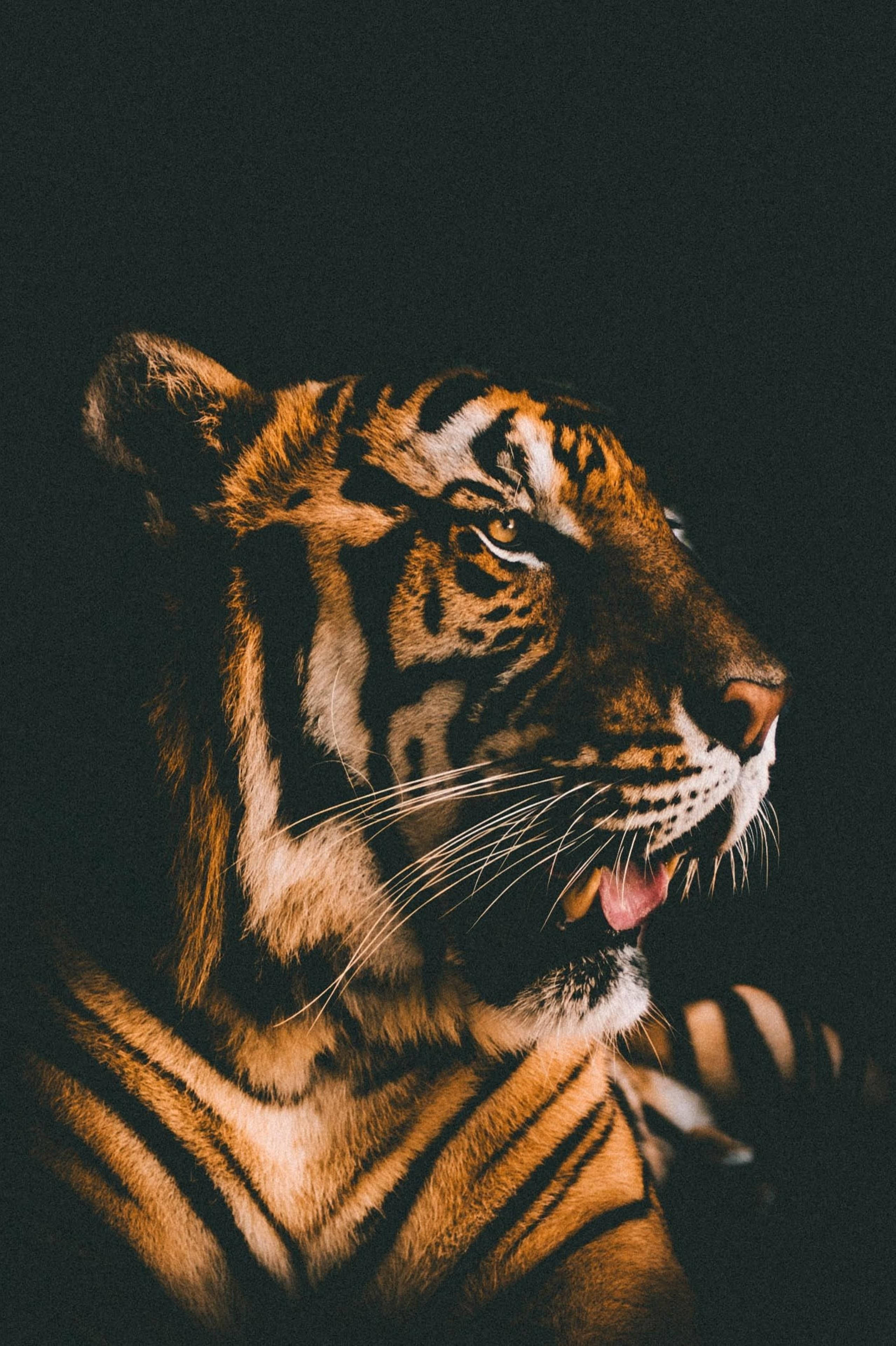 Чудовий фільтр для плівки Harimau Шпалери