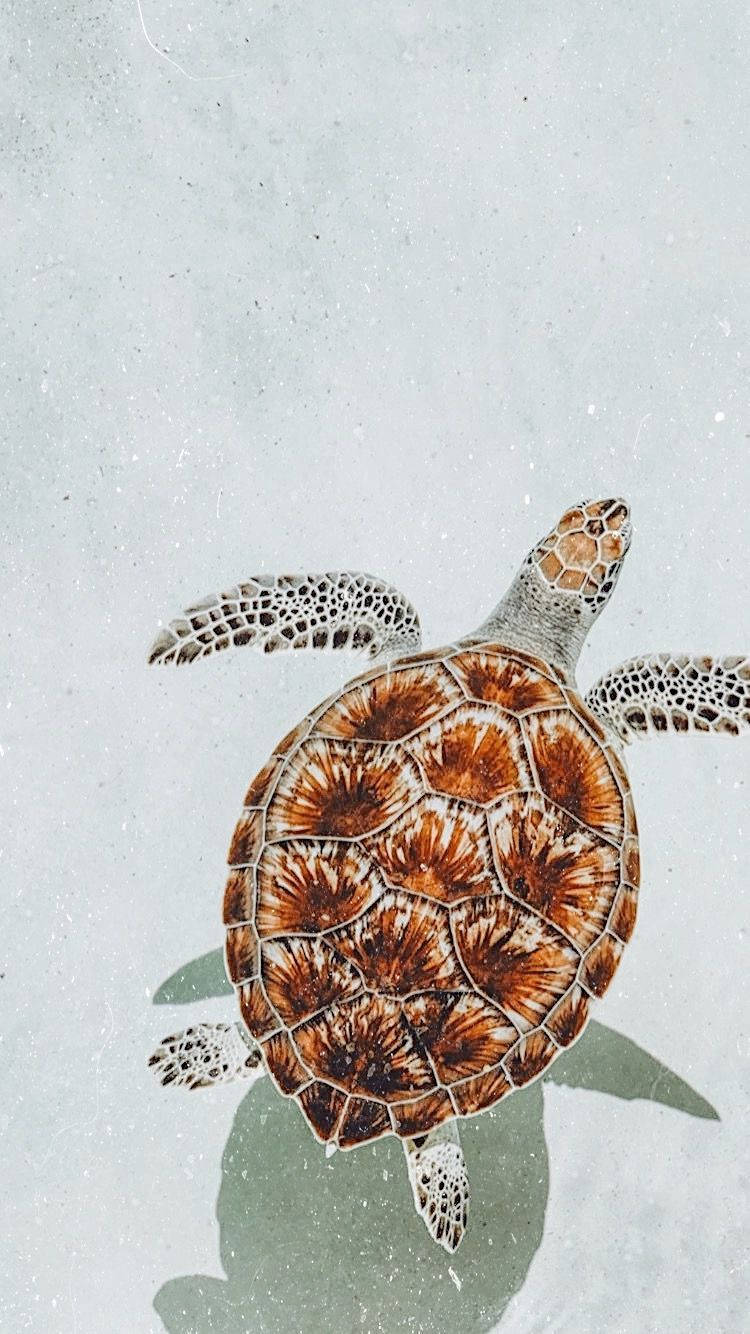 Іржаво-коричнева мила черепаха Шпалери