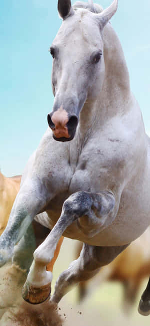 Animals Iphone — Redmi Note 17 Шпалери