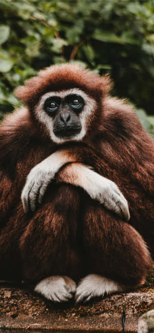 Фон Android Gibbon — POCO M Шпалери