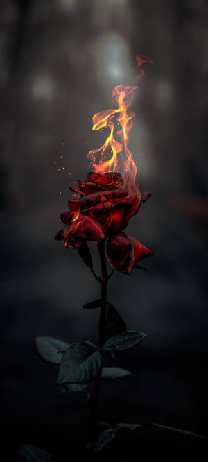 Burning Rose Aesthetic — iPhone 17 Шпалери