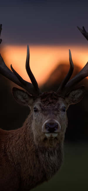 Animals Iphone — Redmi Note 17 Шпалери
