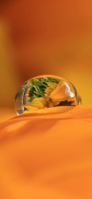 Обои Dewdrop On Orange Petal — iPhone 15 Шпалери