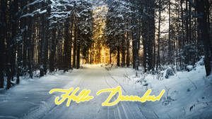 Hello December Winter Forest wallpaper. — Рассвет Шпалери