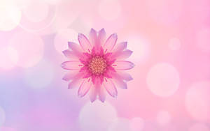 Обои Huawei Pink Flower — Huawei Шпалери