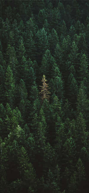 Iphone 11 Green — iPhone 12 Шпалери