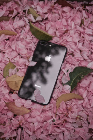 Iphone 8 Квіты