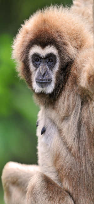 Iphone X Gibbon Background — Galaxy A Шпалери