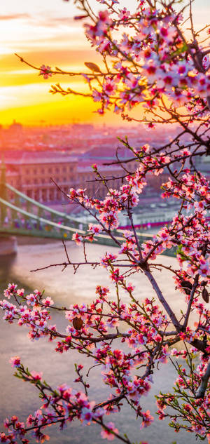 Oneplus Cherry Blossoms обої — iPhone 16 Pro Max Шпалери