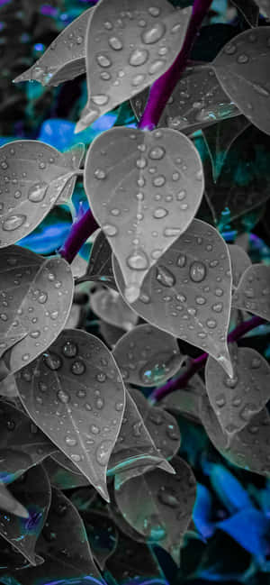 1284x2778 — OnePlus R Шпалери