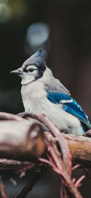 Blue Jay Pictures — Vivo X300 Pro Шпалери