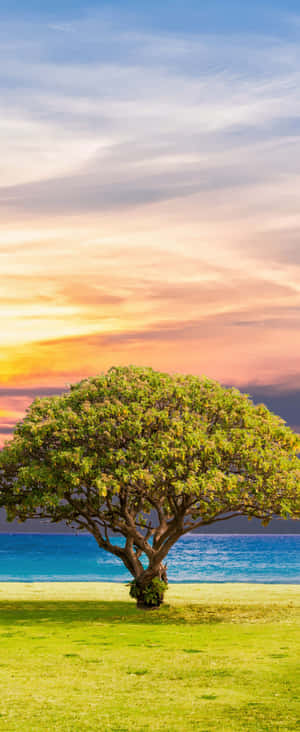 1080x2636 — Xiaomi Mix Flip 2 Шпалери
