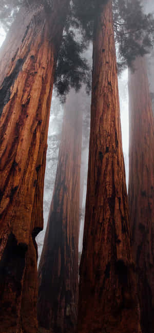 Trees Iphone — Redmi Note Шпалери