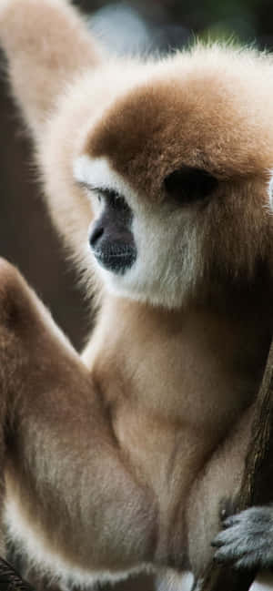 Фон iPhone Xs Max Gibbon — iPhone 14 Plus Шпалери