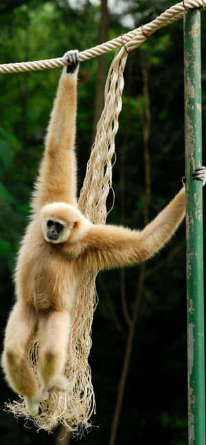 Фон iPhone Xs Max Gibbon