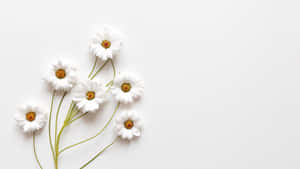 Зображення Aesthetic White — Біла естетика Шпалери