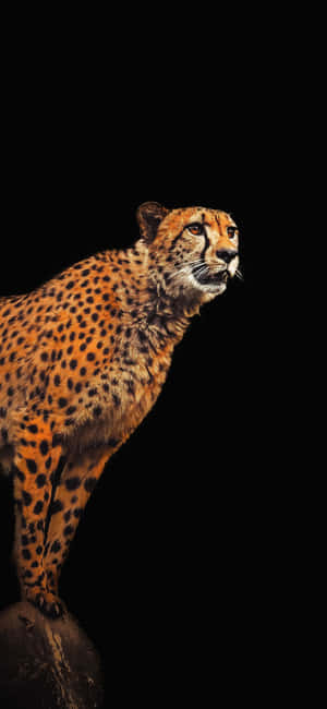 Cheetah Iphone — Huawei nova 15 Шпалери