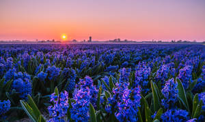 Обої Городской Пeйзаж Полe Гіацинтов — Весна Шпалери