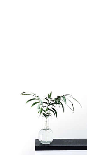 Зображення Aesthetic White — Біла естетика Шпалери