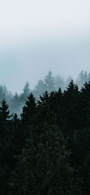 Trees Iphone — Redmi Note 15 Pro Шпалери