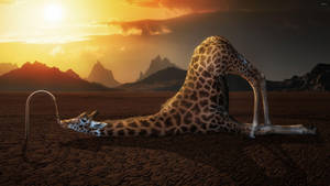 Обои с жирафом, пьющим воду из крана на земле