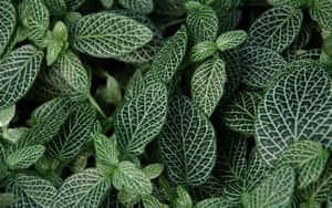 Захватывающий темно-зеленый эстетичный фон — Темно-зелена естетика Шпалери