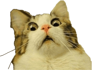 #здивований #кіт #freetoedit - Кіт мем прозорий фон, HD Png завантажити