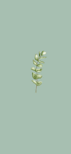Sage Green Aesthetic pictures — iPhone 16 Pro Max Шпалери