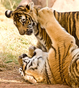 Play Fighting Tiger iPhone — Motorola Razr Fold Шпалери