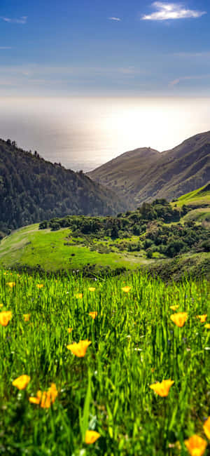 Фон Iphone Xs California — POCO M8 Шпалери