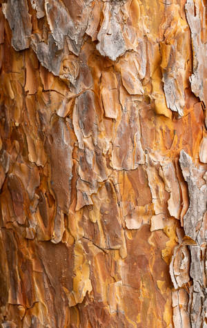 Карамельно-коричневая текстурированная кора — Xiaomi Pad Mini Шпалери