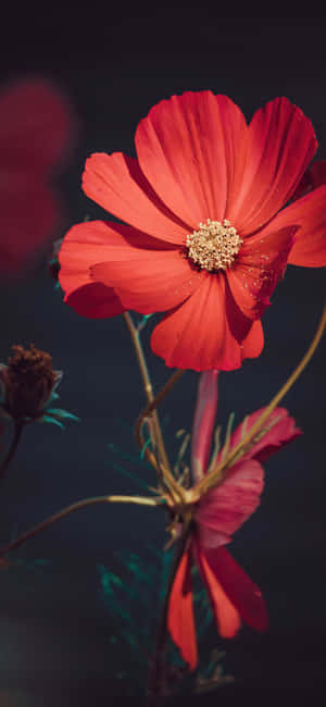 Квітка iPhone Pictures — Realme C73 Шпалери