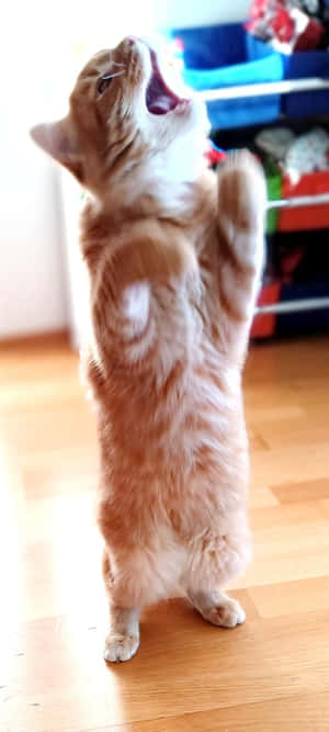Кот, що танцует на задних лапах.jpg — Танцующий кот Шпалери